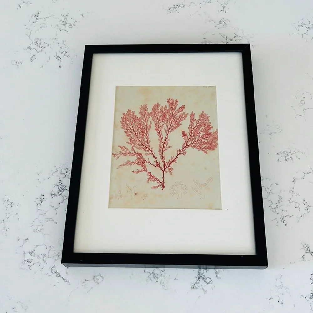 IKEA Minimalist Red Coral Wall Decor